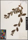 Foto von Salix cinerea L.